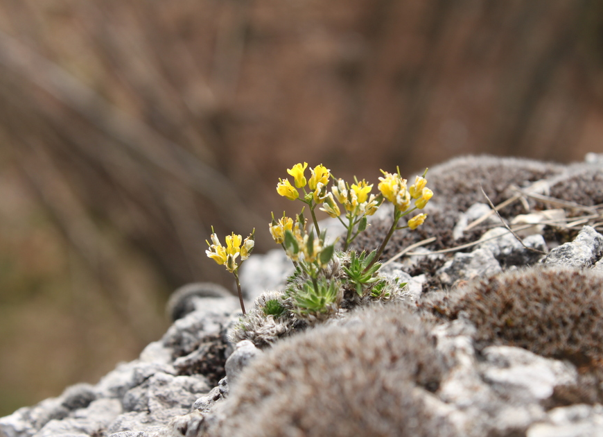 Pflanzen in den Bergen: der Alpenwundklee | © DAV/Steffen Reich